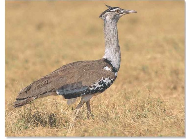 Kori Bustard Wingspan